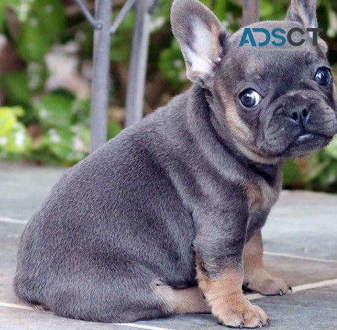  French Bulldog puppies for sale 