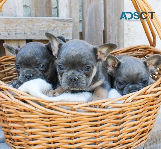  French Bulldog puppies for sale 