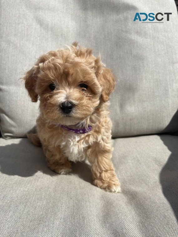 Absolutely stunning maltipoo boy/girl