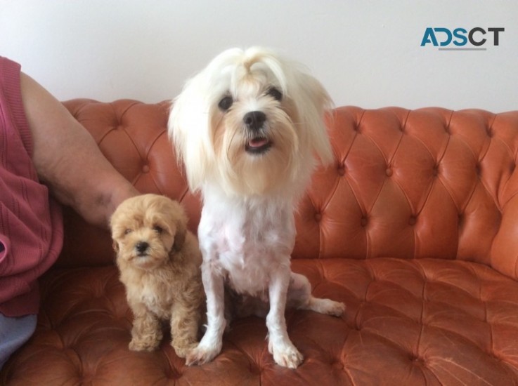 Absolutely stunning maltipoo boy/girl