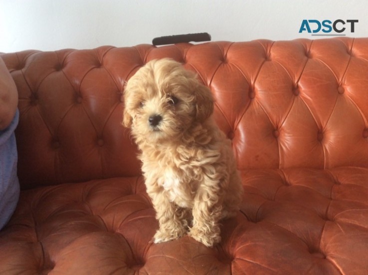 Absolutely stunning maltipoo boy/girl