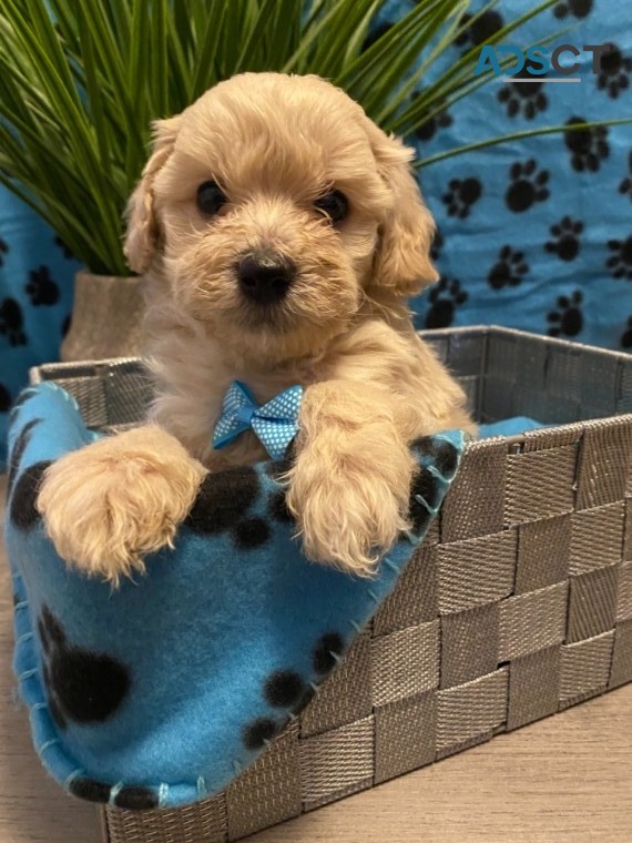 Absolutely stunning maltipoo boy/girl