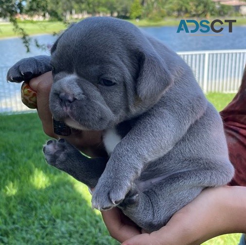  French Bulldog puppies for sale 