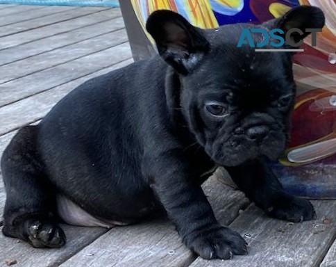  French Bulldog puppies for sale 