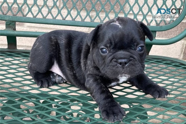  French Bulldog puppies for sale 