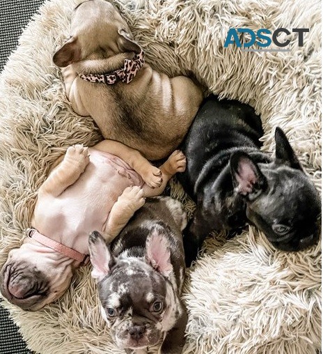 French Bulldog puppies for sale 