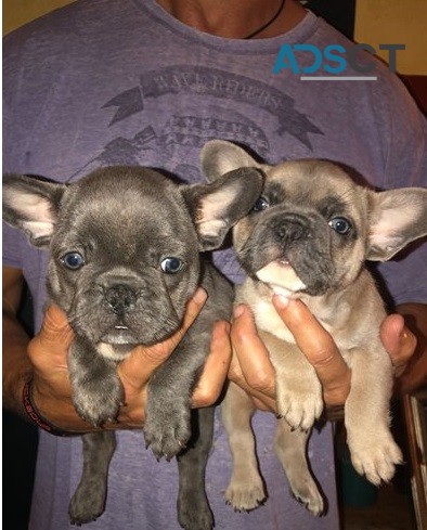  French Bulldog puppies for sale 