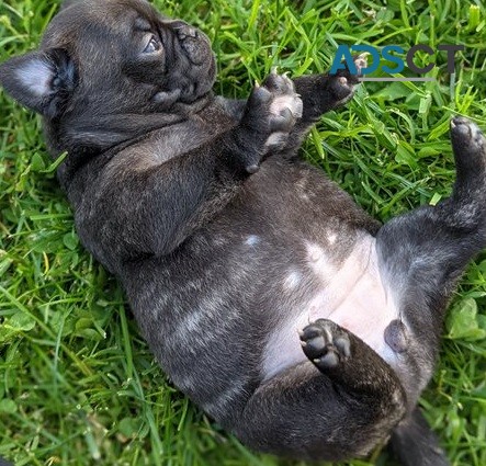  French Bulldog puppies for sale 