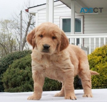  Golden Retriever puppies for sale