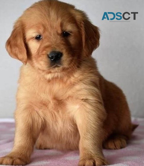  Golden Retriever puppies for sale