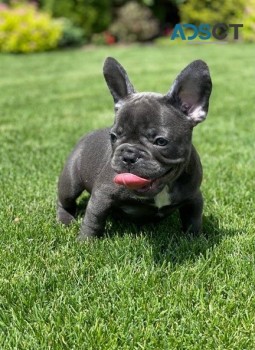 French Bulldog puppies for sale 