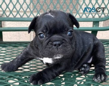 French Bulldog puppies for sale 