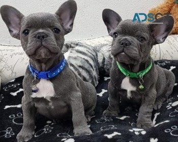  French Bulldog puppies for sale 