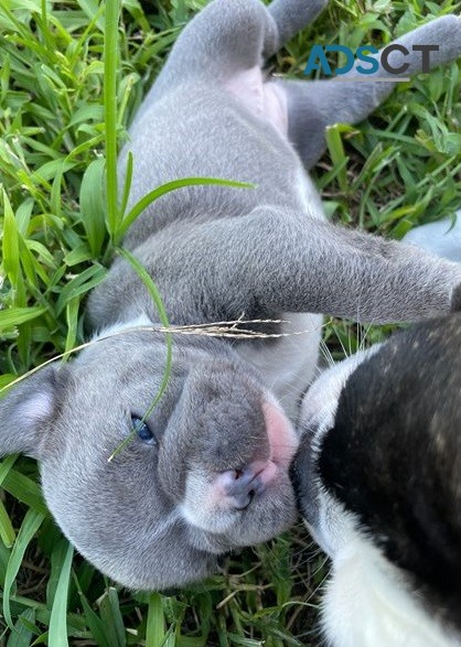  French Bulldog puppies for sale 