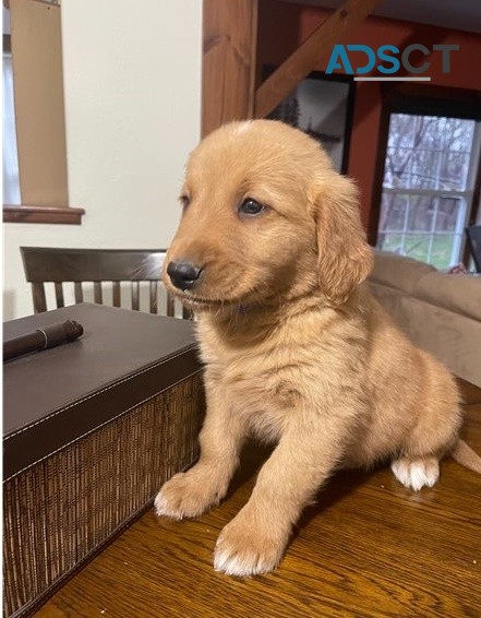 Golden Retriever puppies for sale