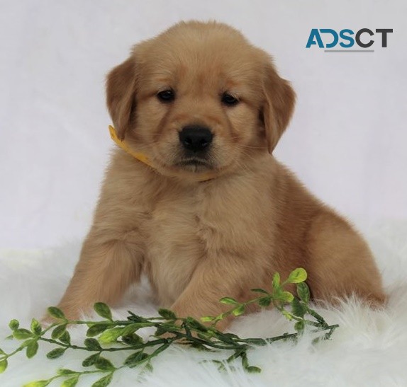 Golden Retriever puppies for sale