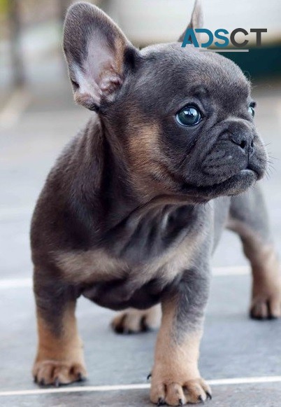  French Bulldog puppies for sale 