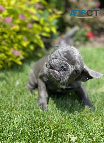  French Bulldog puppies for sale 