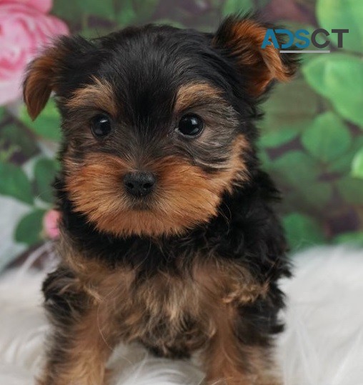 Yorkie puppies for sale