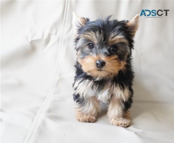 Yorkie puppies for sale