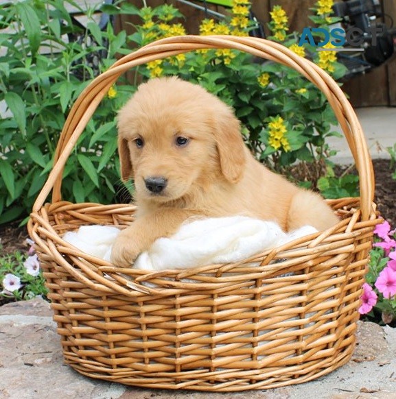 Golden Retriever Puppies For Sale