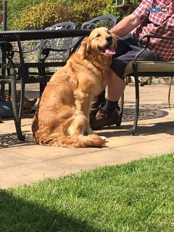 Golden Retriever Puppies For Sale