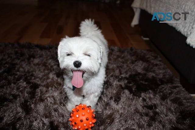 Beautiful Maltese puppies Girl and Boy f