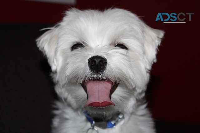 Beautiful Maltese puppies Girl and Boy f