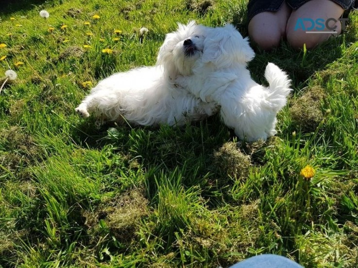 Beautiful Maltese puppies Girl and Boy f