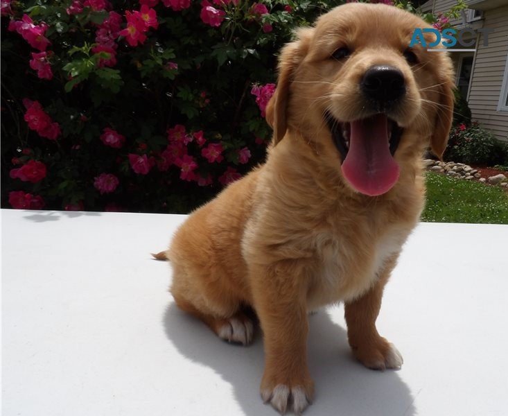 Golden Retriever Puppies For Sale