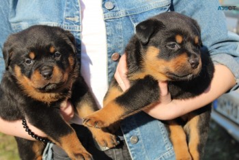 Rottweiler puppies ready for 