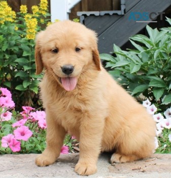 Golden Retriever Puppies For Sale