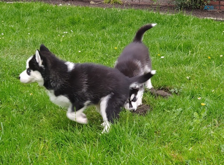 Siberian husky puppies blue eyes