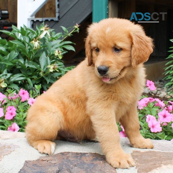 Golden Retriever Puppies For Sale