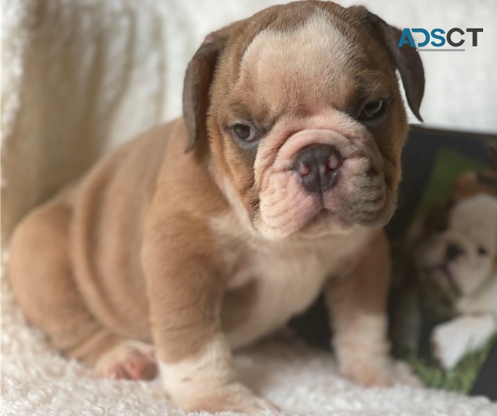  English Bulldog puppies for sale