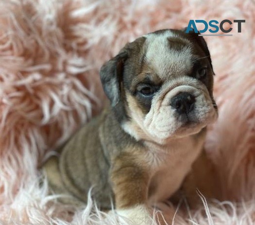 English Bulldog puppies for sale