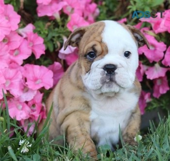 English Bulldog puppies for sale