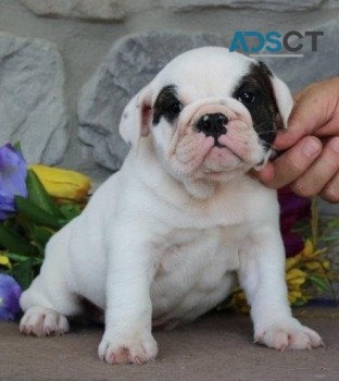 English Bulldog puppies for sale