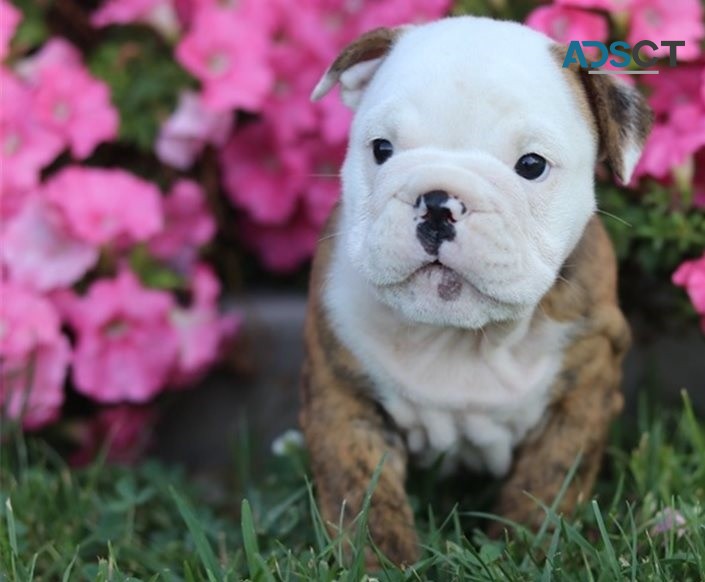 English Bulldog puppies for sale