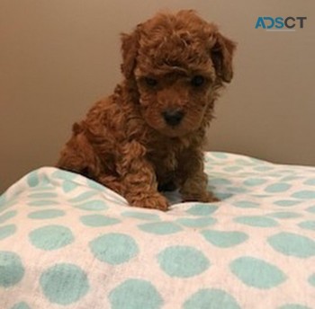 1st Generation Female Cavoodle puppy