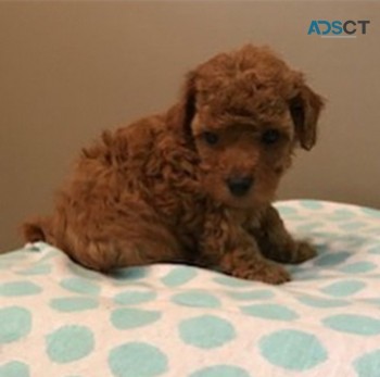 1st Generation Female Cavoodle puppy