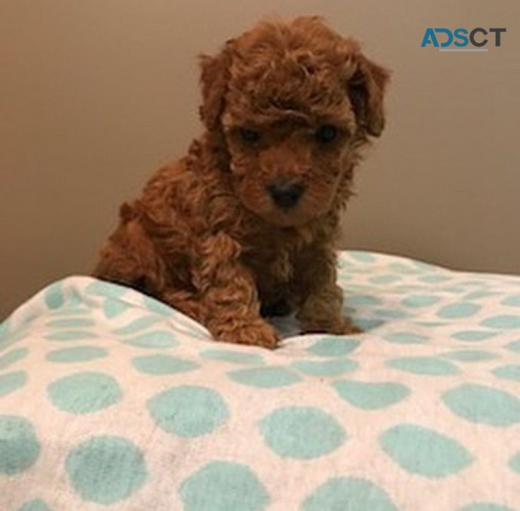 1st Generation Female Cavoodle puppy