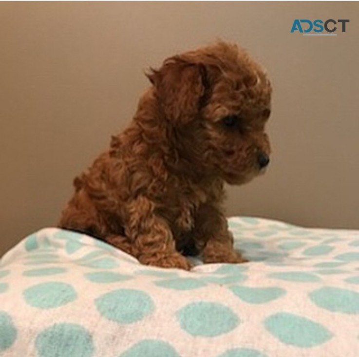 1st Generation Female Cavoodle puppy