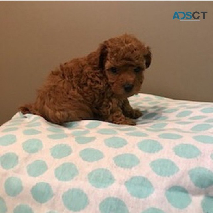 1st Generation Female Cavoodle puppy