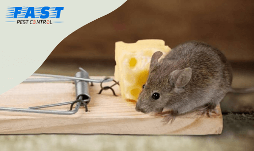 Pest Control Kedron