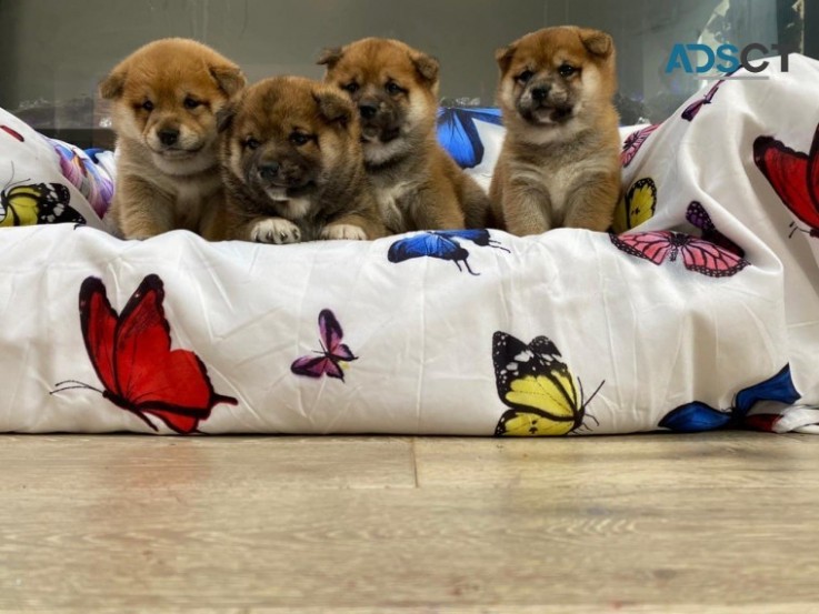  Japanese Shiba Inu Pups