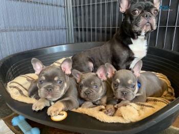 French Bulldog Puppies