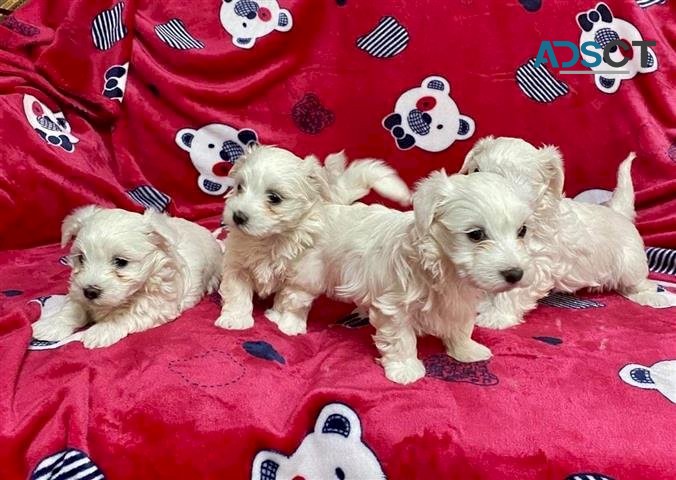 Gorgeous Maltese Puppies