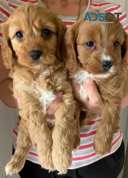 Cavapoo puppies 