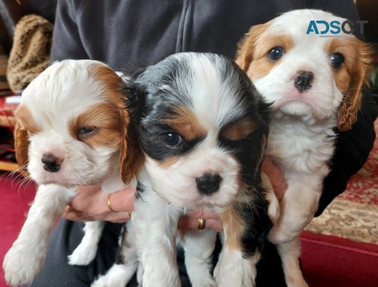 Cavalier King Charles Spaniel 